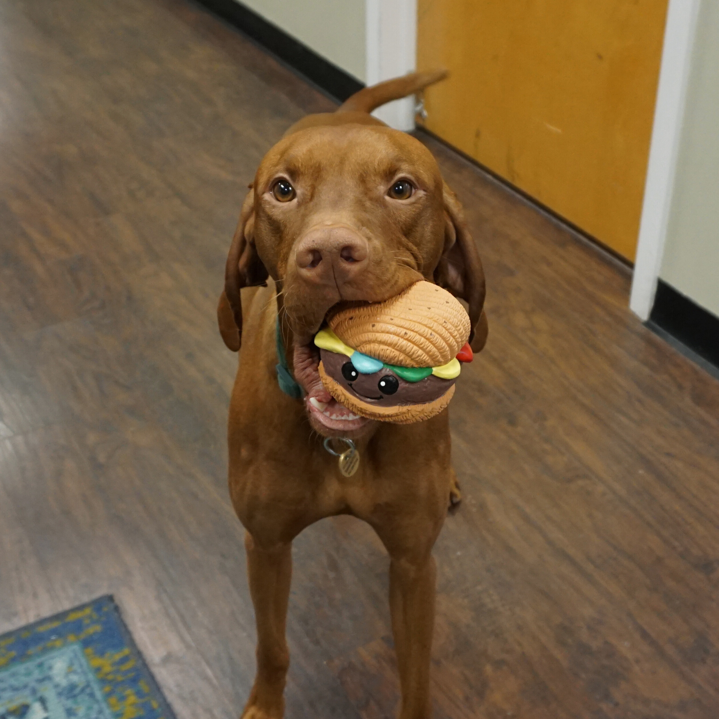 Dog Ball Toy - Hamburger Shape, Latex, Squeaky