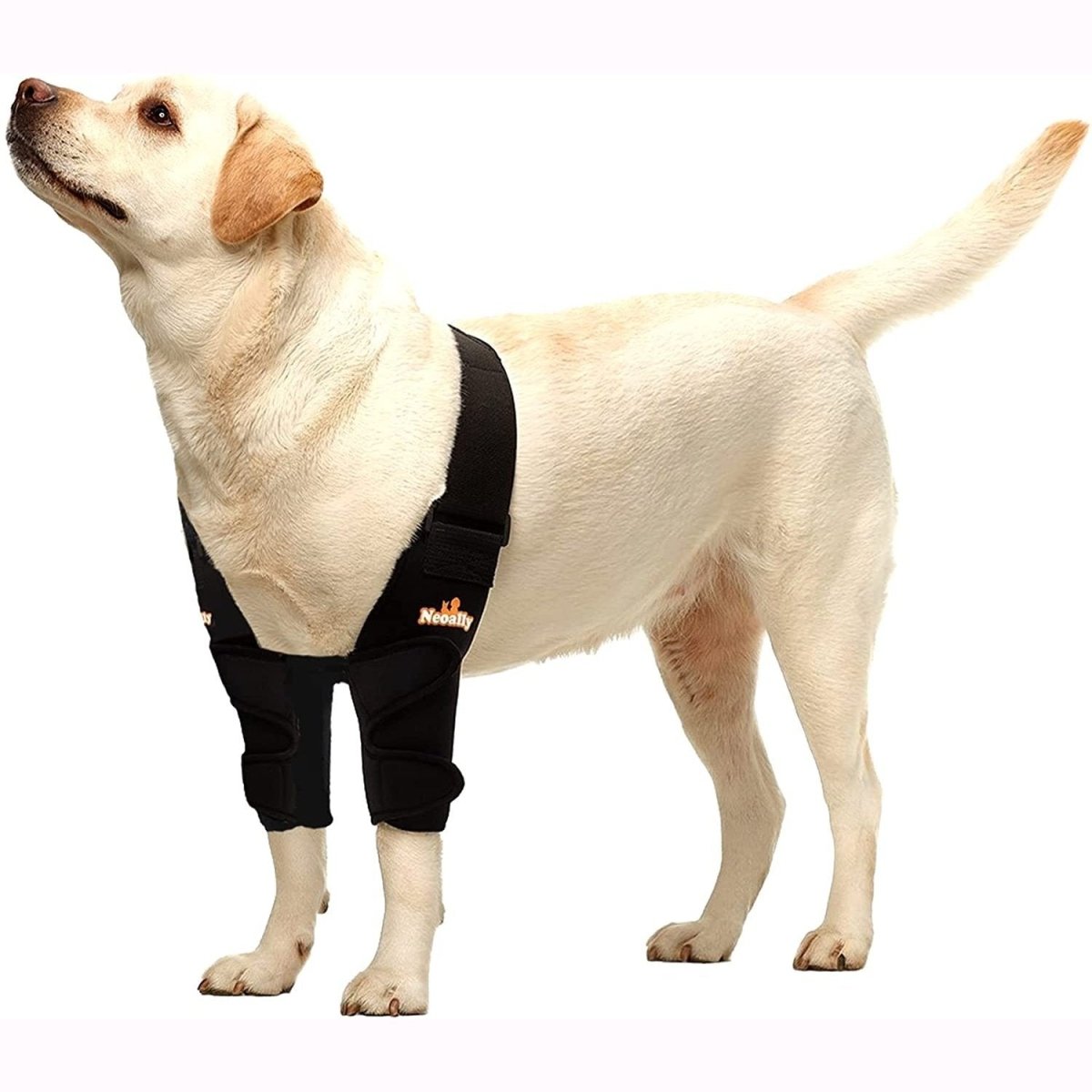 Dog & Cat Elbow Brace - Joint Support, Left/Right/Both